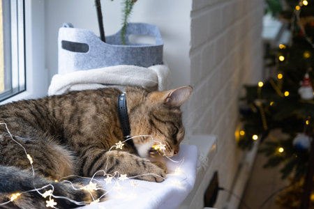 The cat is gnawing the wires of the LED garland. Hooliganism of a pet, sabotage, damage to the...