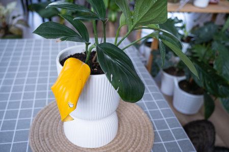 Problems in cultivation of domestic plants Problems in cultivation of domestic plants Philodendron...