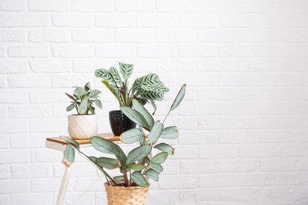 Ctenanthe Burle-Marxii Amagris in interior on white brick wall. Marantaceae Potted house plants, green home decor, care and cultivationの写真素材