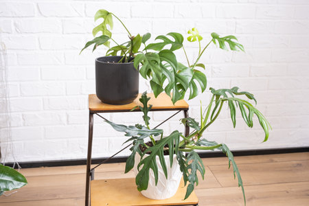 Elegant philodendron with carved leaves on a stand in interior on whtite brick wall. Potted house plants, green home decor, care and cultivationの写真素材