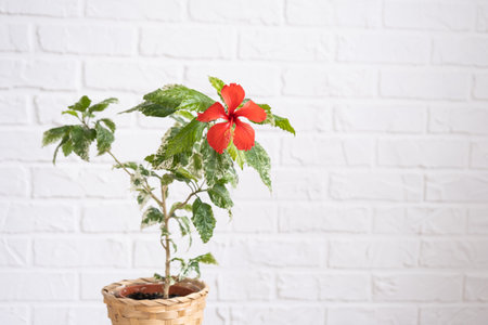 Red hibiscus varietal flower with variegated leaves in a wicker planter in the interior against a white brick wall. Growing house plants in a pot at green homeの写真素材