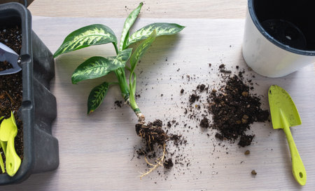 Repotting a home plant Dieffenbachia Tropic Snow into a new pot in home interior in a double pot...
