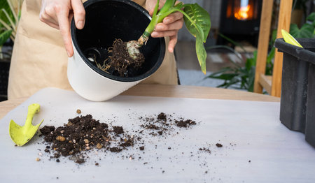 The earthen lump of a home potted plant is entwined with roots, the plant has outgrown the pot. The...