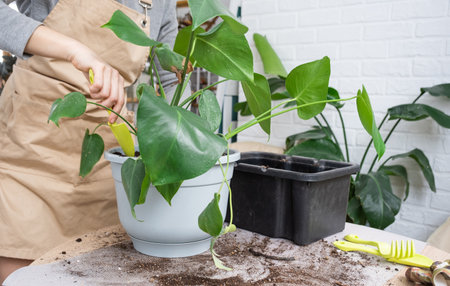 Repotting a home plant Philodendron Monstera deliciosa into a new pot in home interior. Caring for a potted plant, hands close-upの写真素材