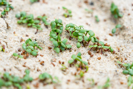 Sprouted lawn seeds close-up on the sand - clover