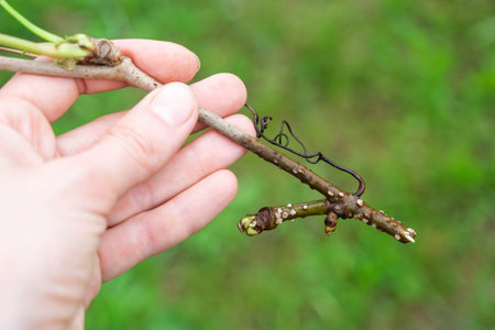 The stem of a branch with germinating rudiments of roots close-up - vegetative reproduction of...