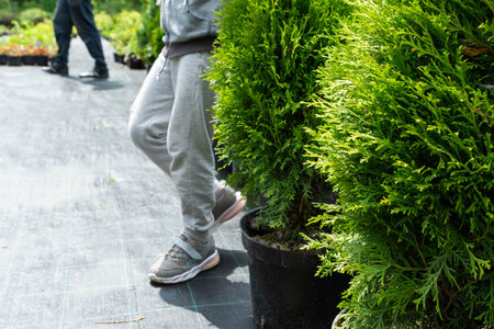 Nursery of coniferous plants in pots with a closed root for planting on your garden plot.