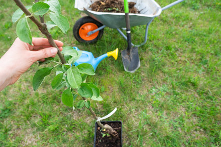 An apple tree seedling in the garden is prepared for planting in the open ground. Fruit tree from...