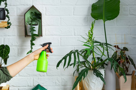 A woman sprays from a spray gun home plants from her collection, grown with love on shelves in the interior of the house. Home plant growing, green house, water balance, humidificationの写真素材