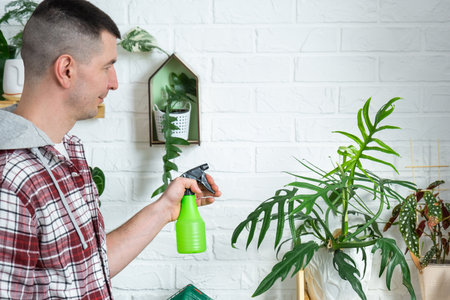 Man sprays from a spray gun home plants from her collection, grown with love on shelves in the interior of the house. Home plant growing, green house, water balance, humidificationの写真素材