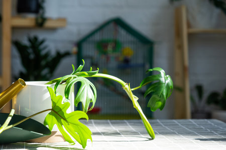 Layout on the table of a philodendron sprout with roots and equipment for planting domestic plants.の写真素材