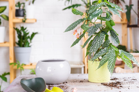 Transplanting a home plant Begonia spotted snow cap into a bigger pot. Inventory layout on the table in the interior, caring for a potted plantの写真素材