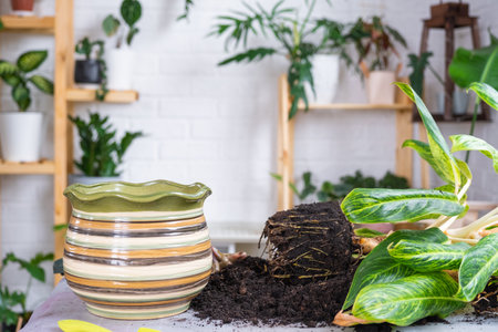 Repotting a home plant aglaonema king of siam into new pot in home interior. Caring for a potted plant, reproduction, separation of the process from the parent plantの写真素材