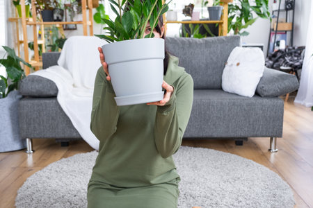Unpretentious and popular Zamioculcas in the hands of a woman in the interior of a green house with shelving collections of domestic plants. home crop productionの写真素材