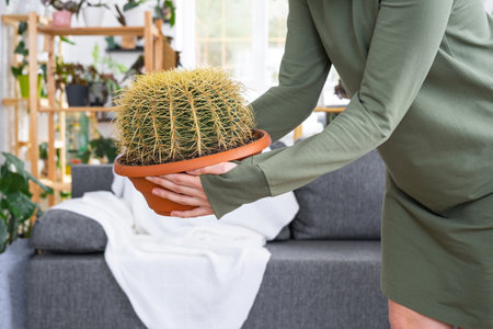 Large echinocactus Gruzoni in the hands of a woman in the interior of a green house with shelving collections of domestic plants. Home crop production, plant breeder admiring a cactus in a potの写真素材