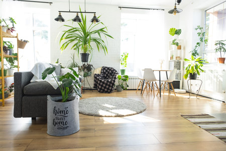 Shelving with a group of indoor plants in the interior room white loft, gray sofa, cozy plaid, carpet. Houseplant Growing and caring for indoor plant, green homeの写真素材