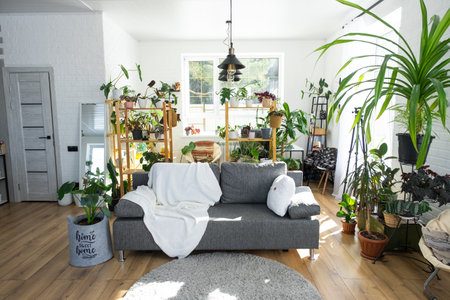 Shelving with a group of indoor plants in the interior room white loft, gray sofa, cozy plaid, carpet. Houseplant Growing and caring for indoor plant, green homeの写真素材
