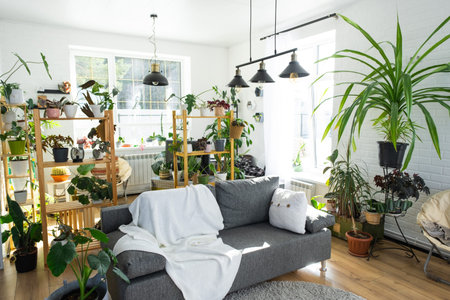 Shelving with a group of indoor plants in the interior room white loft, gray sofa, cozy plaid, carpet. Houseplant Growing and caring for indoor plant, green homeの写真素材