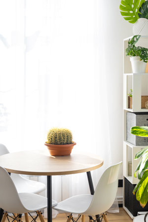 Large echinocactus Gruzoni in the interior close up in white background. home crop productionの写真素材