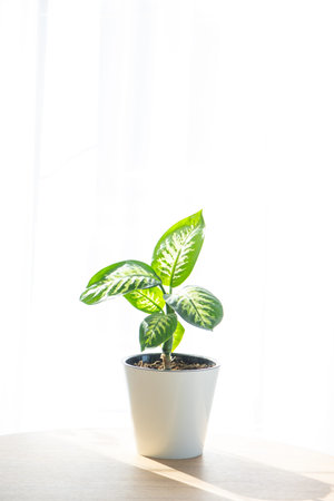 Dieffenbachia Tropic Snow close-up in the interior on a round table in pot on a white background of a window with a curtain. Houseplant Growing and caring for indoor plant, green home. minimalismの写真素材