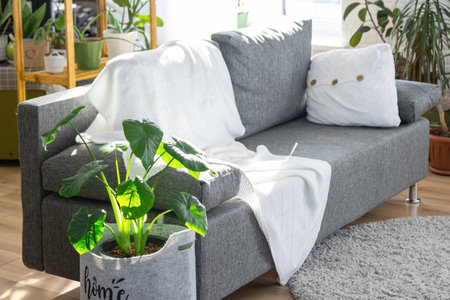 Shelving with a group of indoor plants in the interior room white loft, gray sofa, cozy plaid, carpet. Houseplant Growing and caring for indoor plant, green homeの写真素材