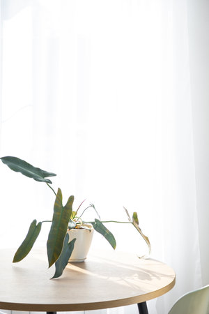 Philodendron atabapoense santa leopoldina close-up in the interior on table on white background of window with a curtain. Houseplant Growing and caring for indoor plant, green home. minimalismの写真素材