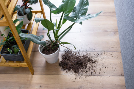 houseplant fell to the floor and the soil from the pot crumbled, garbage, dirt and mess due to the fall of the planters from the rack. Care and cleaning of shelves in the interior of a green houseの写真素材