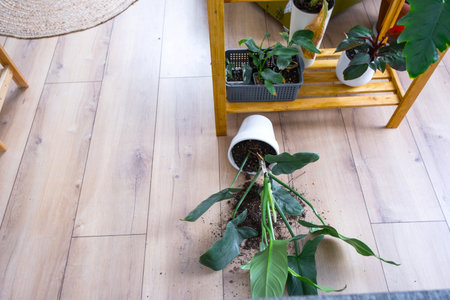 houseplant fell to the floor and the soil from the pot crumbled, garbage, dirt and mess due to the fall of the planters from the rack. Care and cleaning of shelves in the interior of a green houseの写真素材