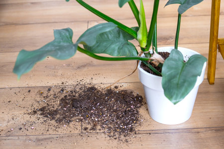 houseplant fell to the floor and the soil from the pot crumbled, garbage, dirt and mess due to the fall of the planters from the rack. Care and cleaning of shelves in the interior of a green houseの写真素材