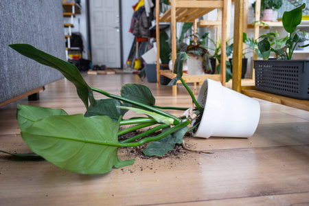 houseplant fell to the floor and the soil from the pot crumbled, garbage, dirt and mess due to the fall of the planters from the rack. Care and cleaning of shelves in the interior of a green houseの写真素材
