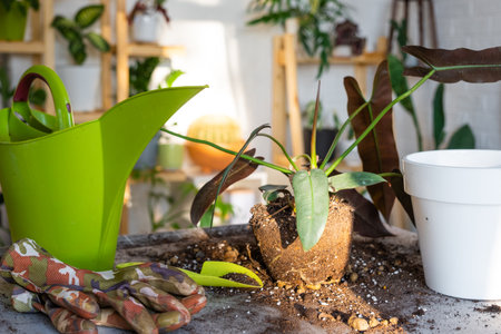 Repotting a home plant Philodendron Santa Leopoldina into new pot in home interior. Caring for a potted plant, earthen lump with rootsの写真素材