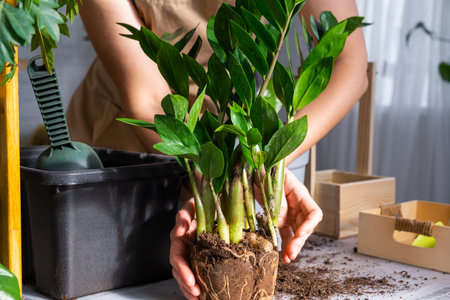 Repotting overgrown home plant succulent Zamioculcas with a lump of roots and bulb into new bigger pot. Caring for potted plant, hands of woman in apron, mock upの写真素材