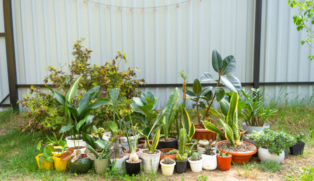 Domestic tropical plants are a group walking outside in the summer to accelerate growth. Walking...