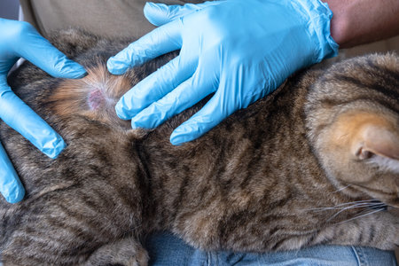 The fungal disease lichen in a cat under the coat is a dry crust of sores with hair loss....