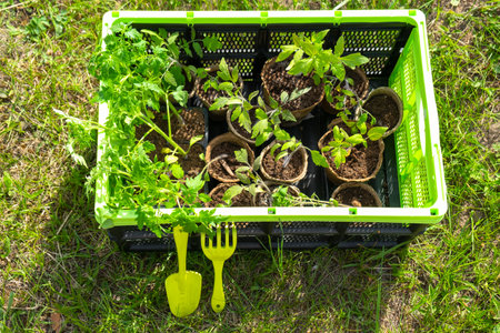 Seedlings of tomatoes in peat glasses in the drawer for planting on a garden bed in the spring.の写真素材