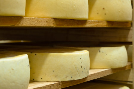 Round cheese heads in the cheese factory lie on the shelves of the racks in the storage for...