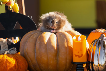 A funny shaggy fluffy hamster sits on a pumpkin and chews a leaf in a Halloween decor among garlands, lanterns, candles. Harvest Festivalの写真素材