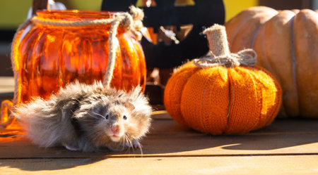 A funny shaggy fluffy hamster sits on a pumpkin and chews a leaf in a Halloween decor among garlands, lanterns, candles. Harvest Festivalの写真素材