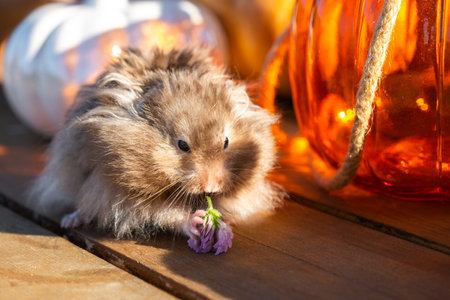 A funny shaggy fluffy hamster sits on a pumpkin and chews a leaf in a Halloween decor among garlands, lanterns, candles. Harvest Festivalの写真素材