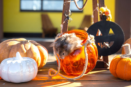 A funny shaggy fluffy hamster sits on a pumpkin and chews a leaf in a Halloween decor among garlands, lanterns, candles. Harvest Festivalの写真素材