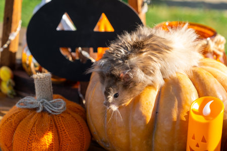 A funny shaggy fluffy hamster sits on a pumpkin and chews a leaf in a Halloween decor among garlands, lanterns, candles. Harvest Festivalの写真素材