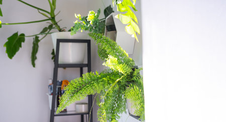 Shelves on the wall in the form of honeycombs with house plants fern, epiphyllum in the white...