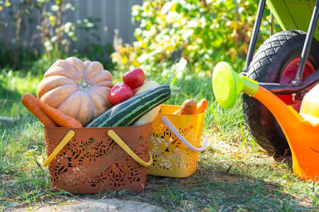 Harvesting vegetables in the garden, pumpkin, zucchini, tomatoes, carrots in a basket next to a watering can and a garden cart. Harvest festival, gifts of autumn, cultivation of eco-friendly productsの写真素材