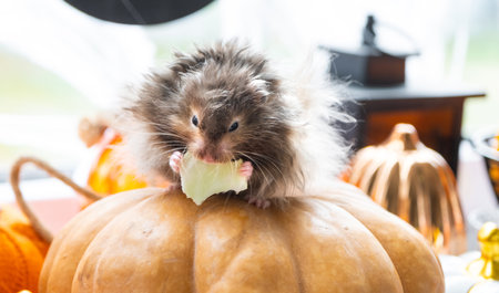 A funny shaggy fluffy hamster sits on a pumpkin and chews a leaf in a Halloween decor among garlands, lanterns, candles. Harvest Festivalの写真素材