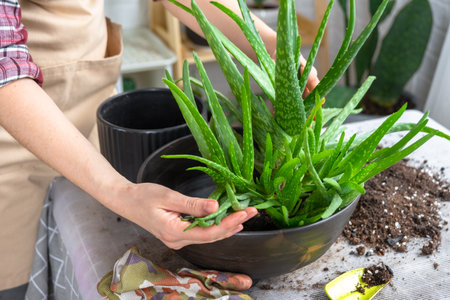 The hands of a woman in an apron Potting, transplanting and reproduction is the separation of the children of the Aloe Vera plant. Succulent on the table, pot, soil, scoopの写真素材