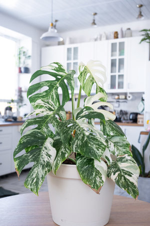 Monstera Alba is a rare variegate close-up in the interior on the stand. Houseplant Growing and caring for indoor plant, green homeの写真素材