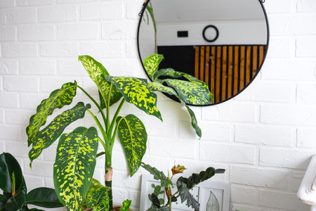 dieffenbachia Chita with large variegated leaves in a white loft-style interior. Growing interior plants decorative in a potの写真素材