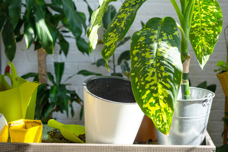 Dieffenbachia cheetah on the table for transplanting and caring for domestic plants in the interior of a green house with potted plantsの写真素材