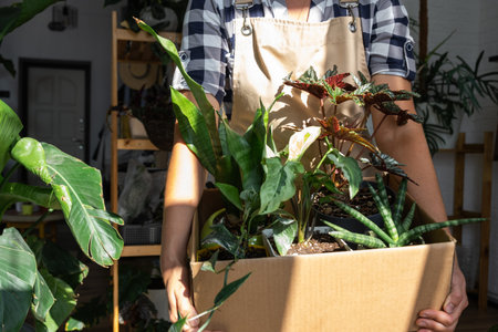 The florist packs potted house plants into a box for delivery to the buyer. Sale, safe shipment of plants from the store, parcel. Flower shop, home businessの写真素材