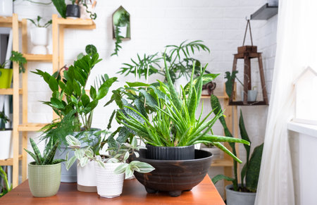 Group of popular indoor plants on the table in the interior: Calathea, aloe, diffenbachia, sansevieria, ficus. Houseplant Growing and caring for indoor plant, green home, irrigation, fertilizersの写真素材
